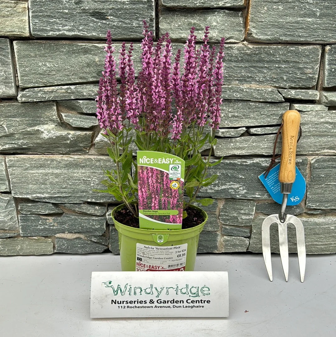 Salvia Sensation Pink - Image 2