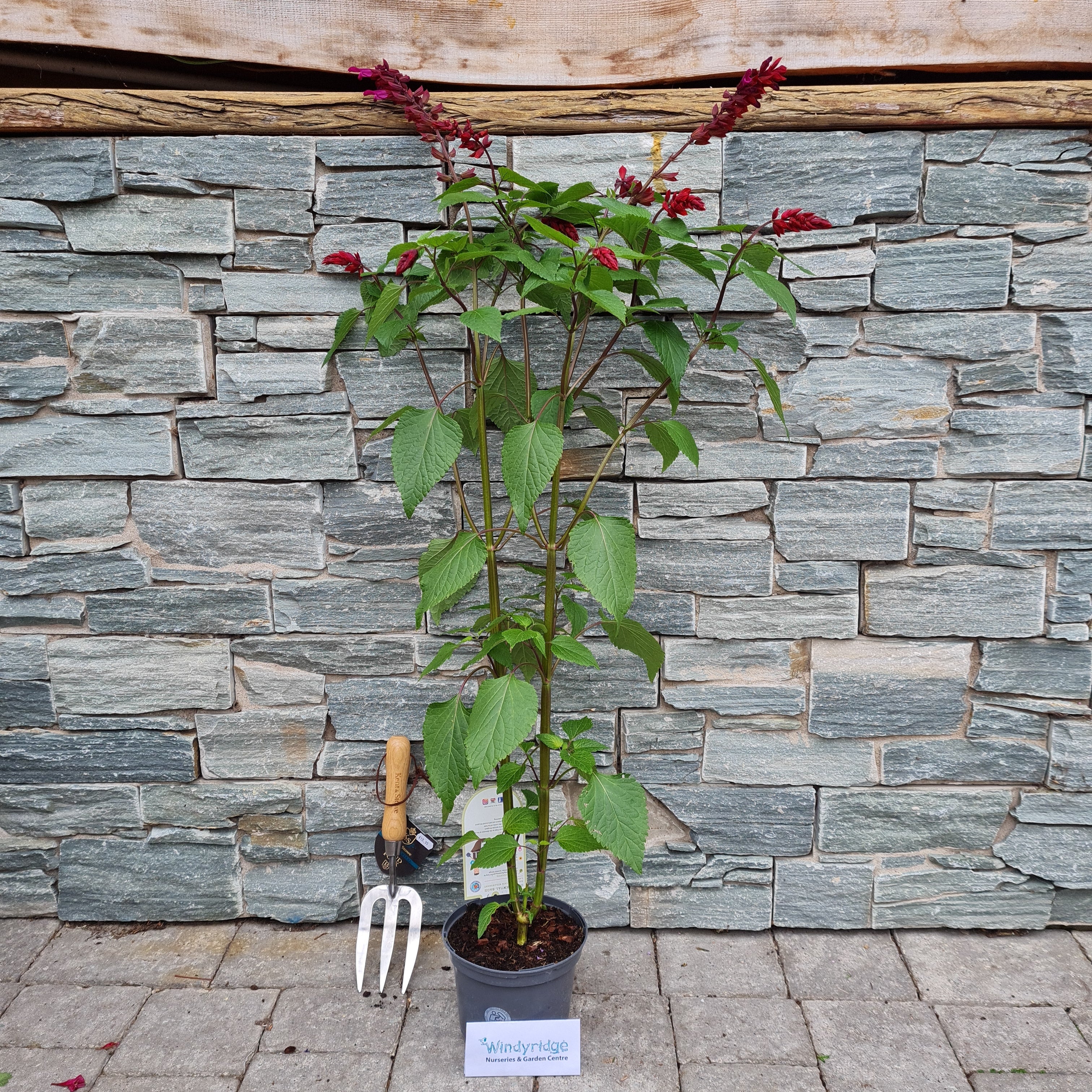 SALVIA  Strawberry Lake - Image 2
