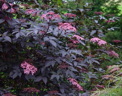 Sambucus Black Beauty