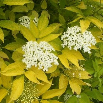Sambucus nigra Aurea  10 Ltr pot