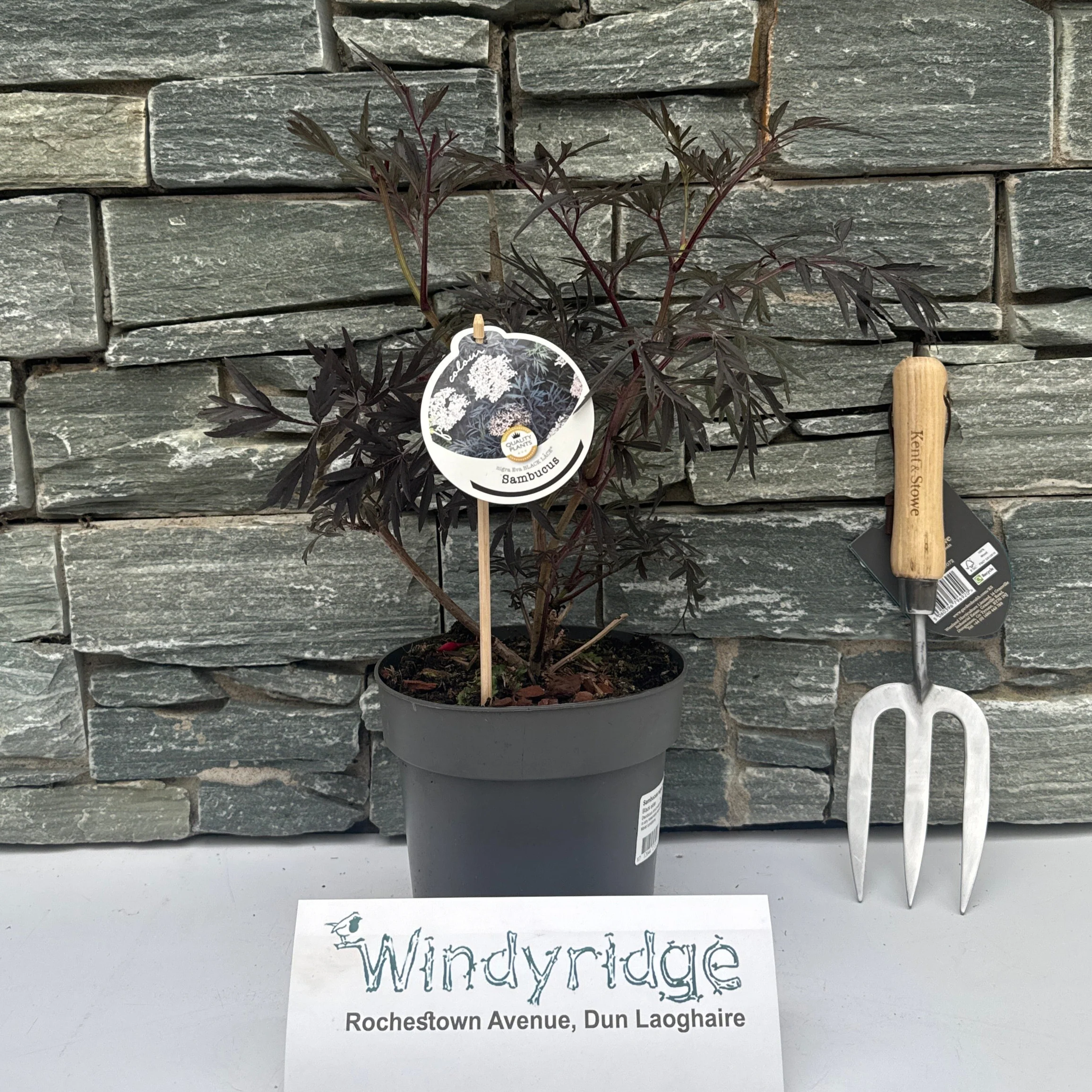Sambucus nigra Black Lace  2 Ltr pot