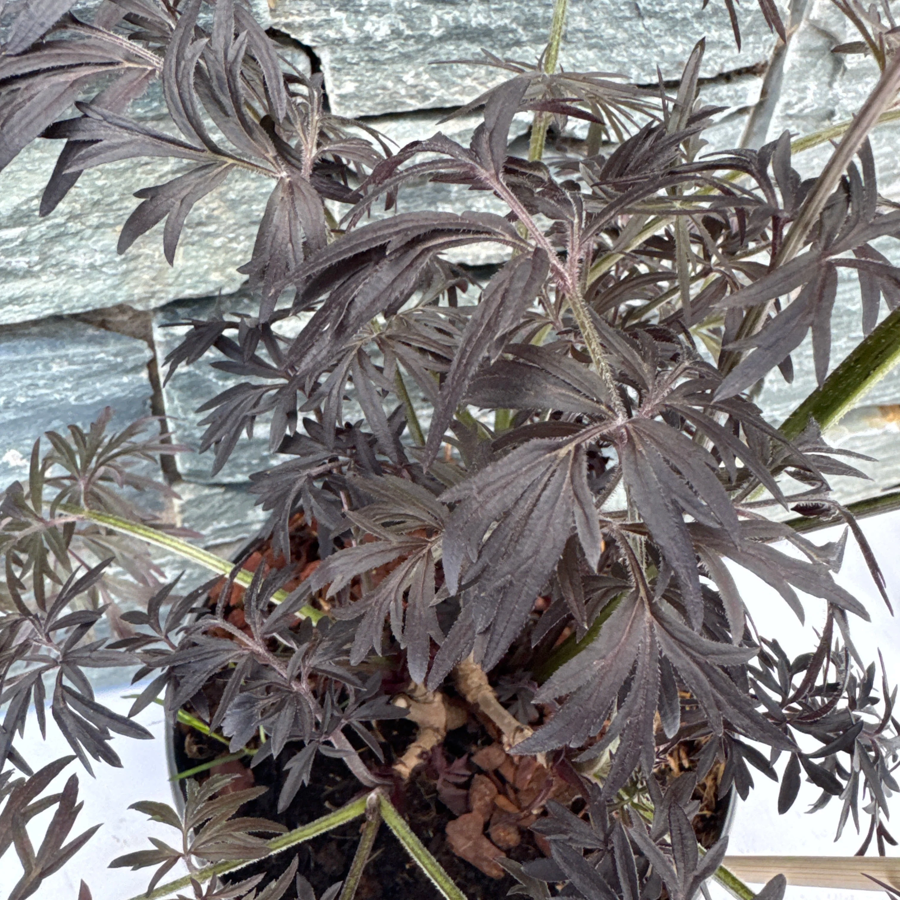 Sambucus nigra Black Lace - Image 4