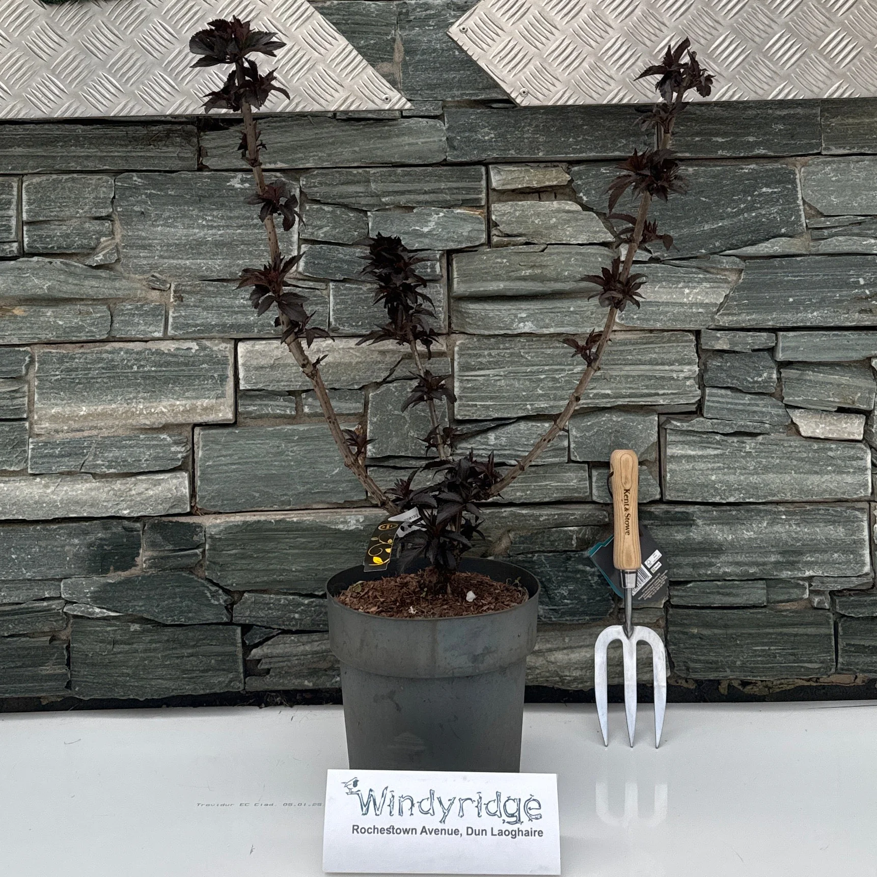 Sambucus nigra 'Black Tower' C6
