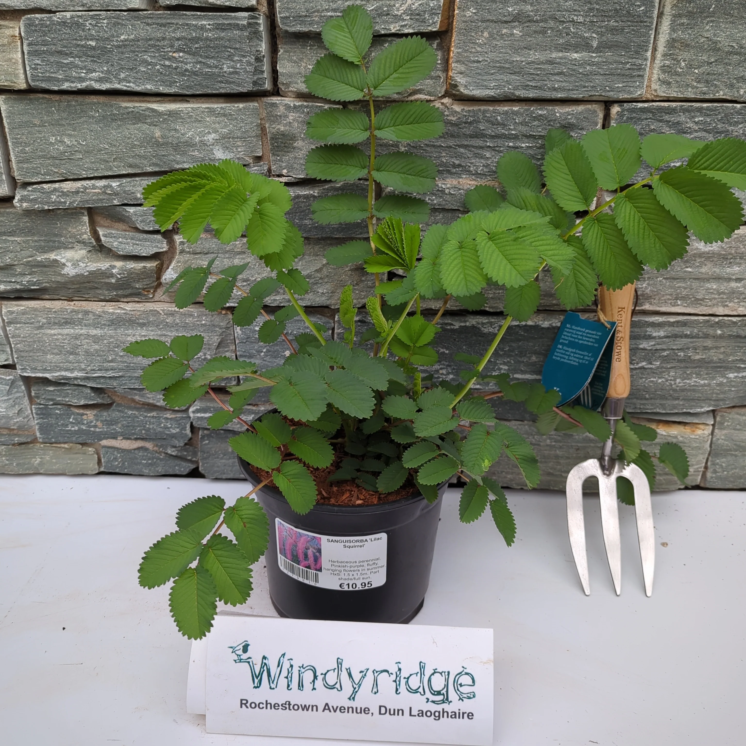SANGUISORBA Lilac Squirrel - Image 2