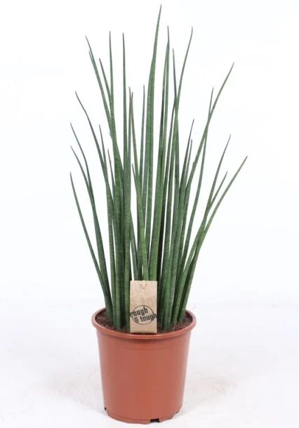 Sansevieria bacularis 'Mikado' P12