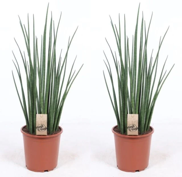 Sansevieria bacularis Mikado  P19