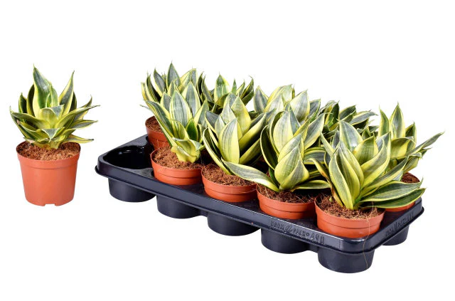 Sansevieria t. Golden Hahnii Dwarf  P12
