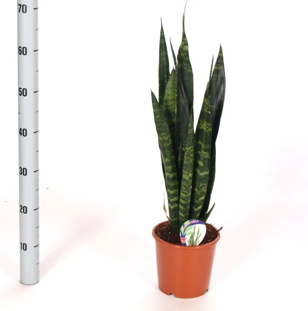 Sansevieria trif. Black Coral