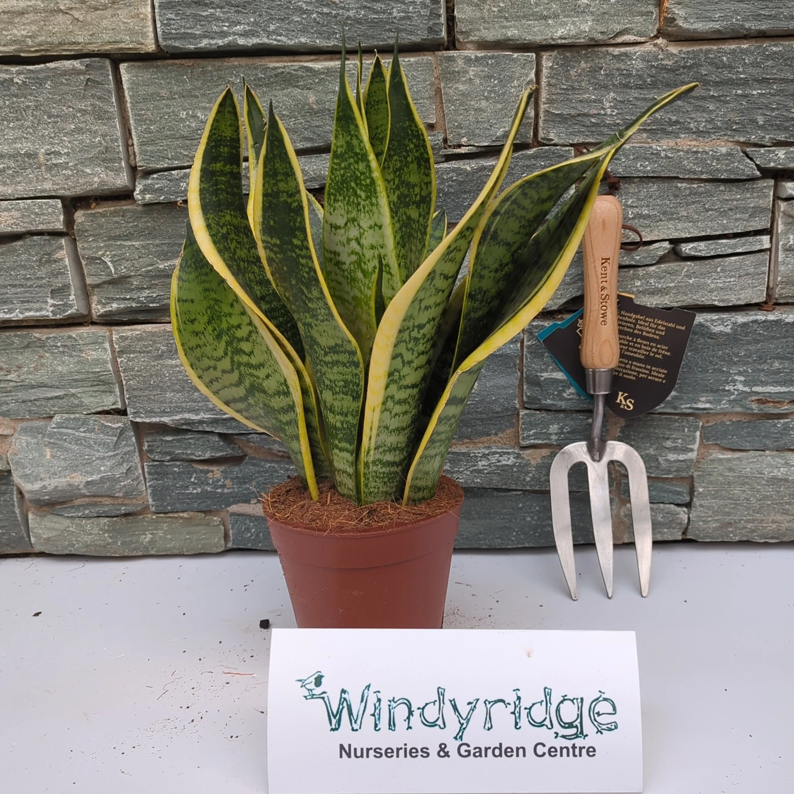 Sansevieria trif. 'Futura Superba' P14