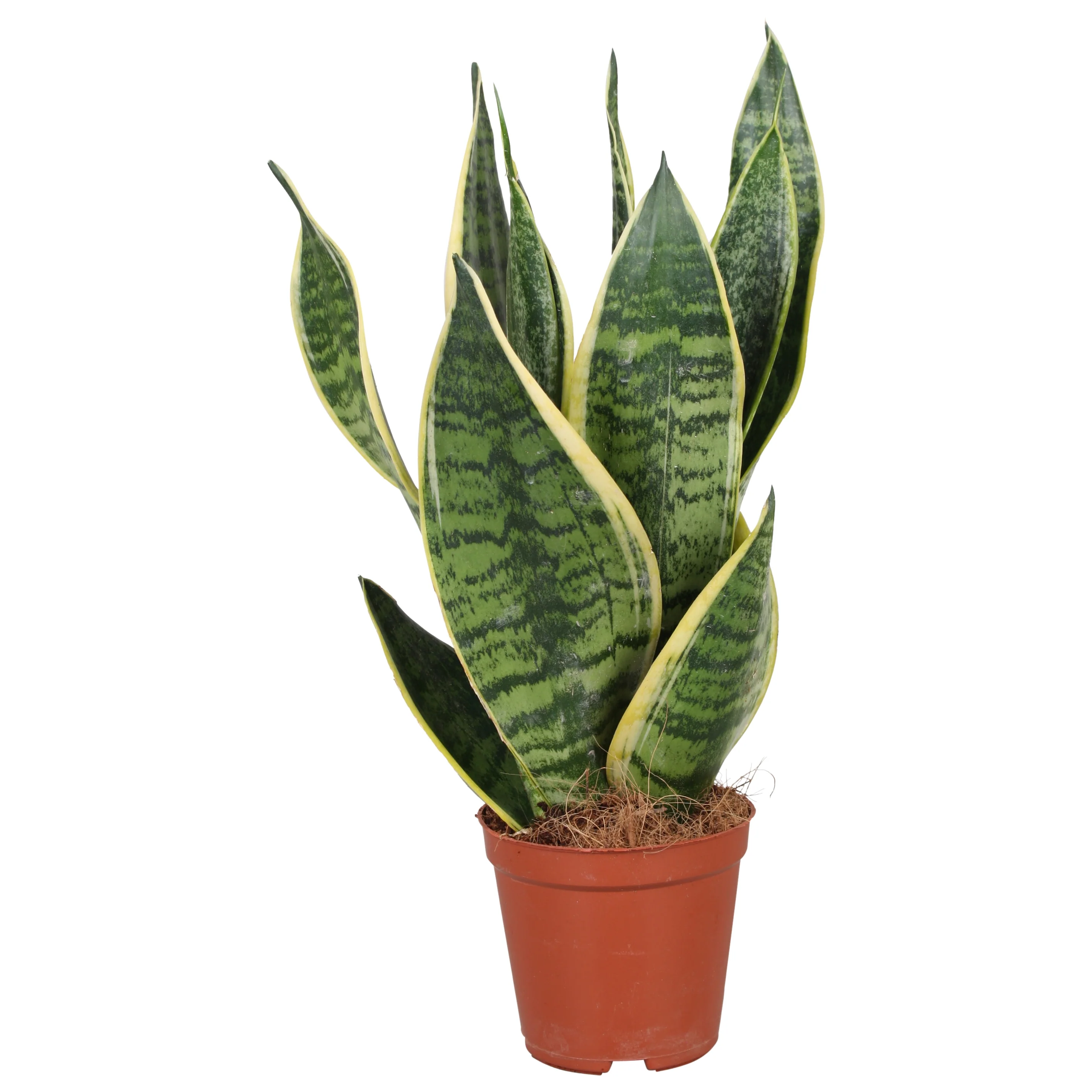 Sansevieria trif. 'Futura Superba' P14 - Image 2