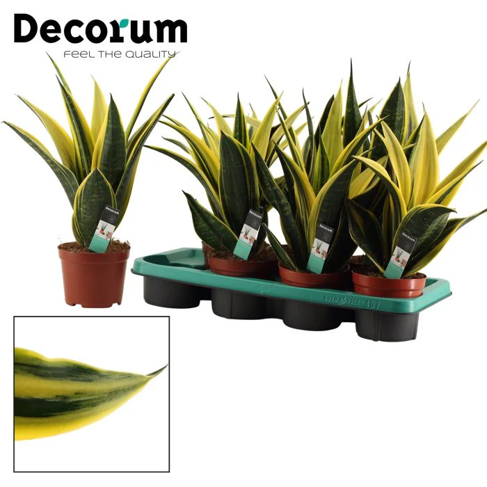 Sansevieria trif. Golden Flame  P14