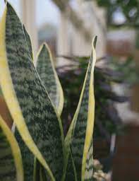 Sansevieria trif. Laurentii  P19 - Image 2