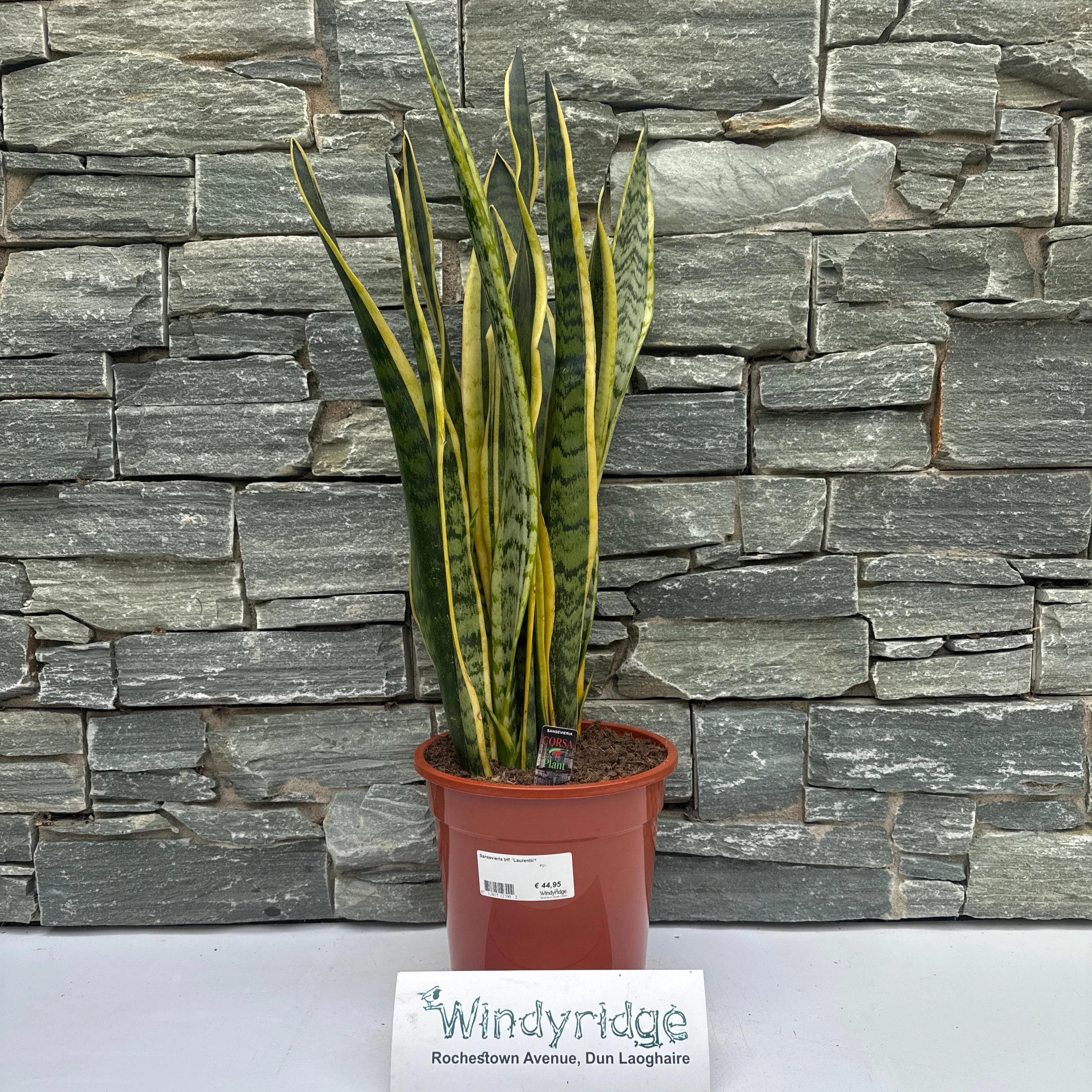 Sansevieria trif. Laurentii²  P21 - Image 2