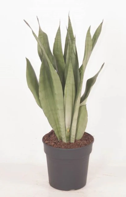 Sansevieria trif. Moonshine