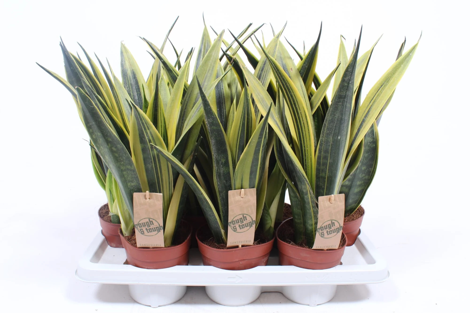 Sansevieria trifa  Golden Flame