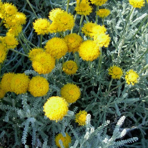 Santolina chamaecyparissus - Image 3