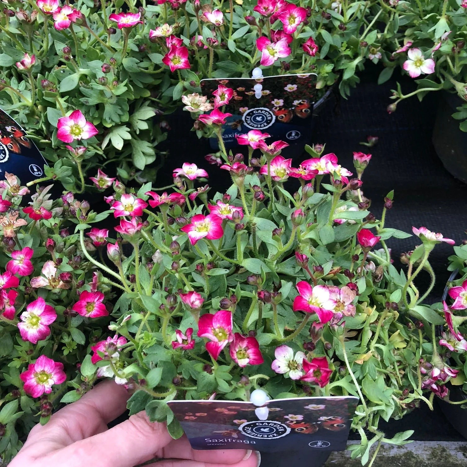 Saxifraga (A) Alpino Early Picotee