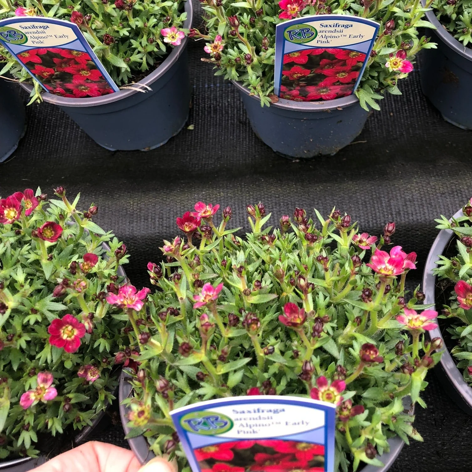 Saxifraga a. Alpino Early Pink