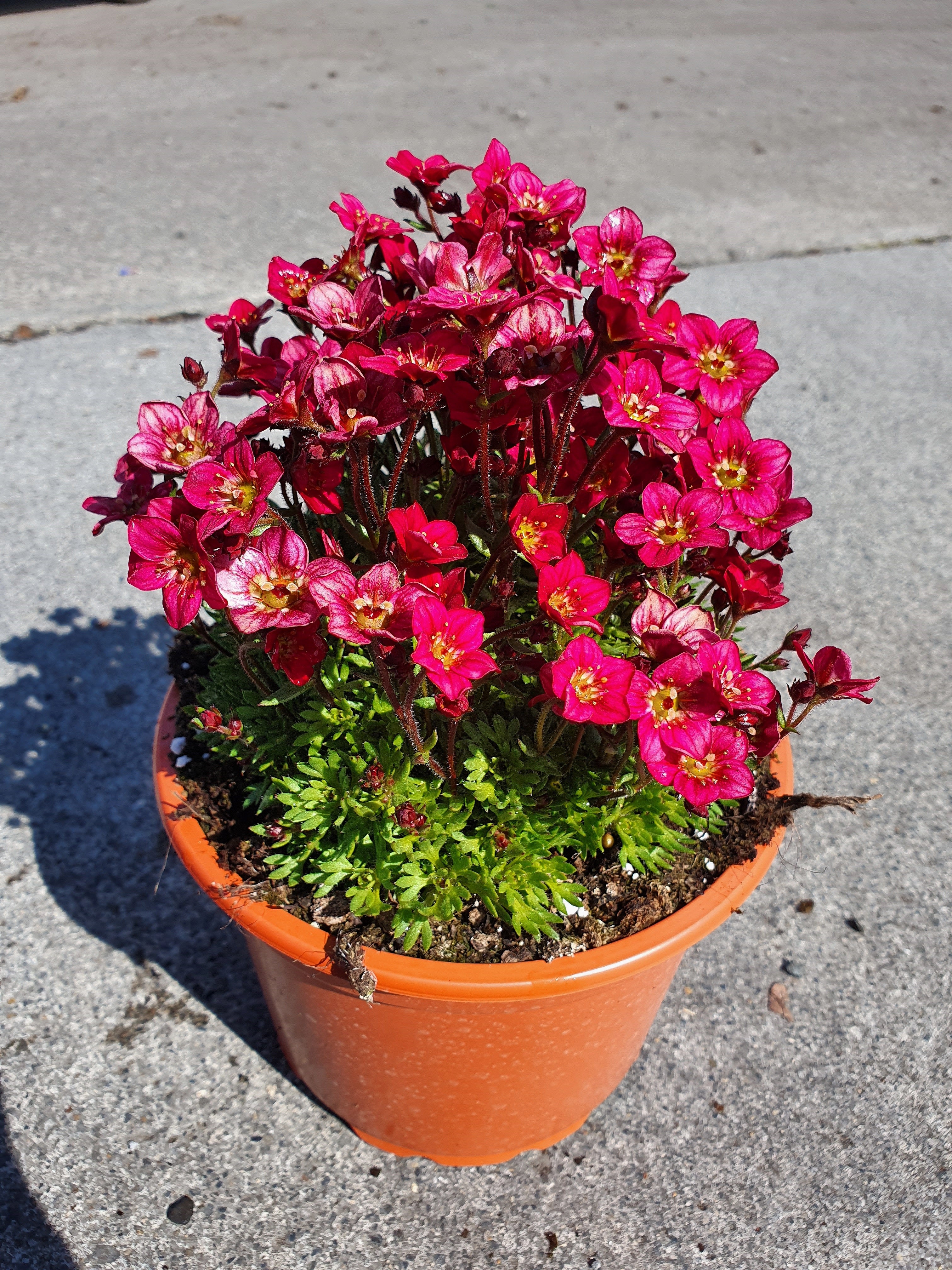 Saxifraga (A) Touran Red  P13