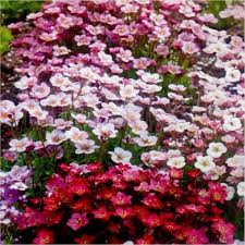 Saxifraga Alpino mix