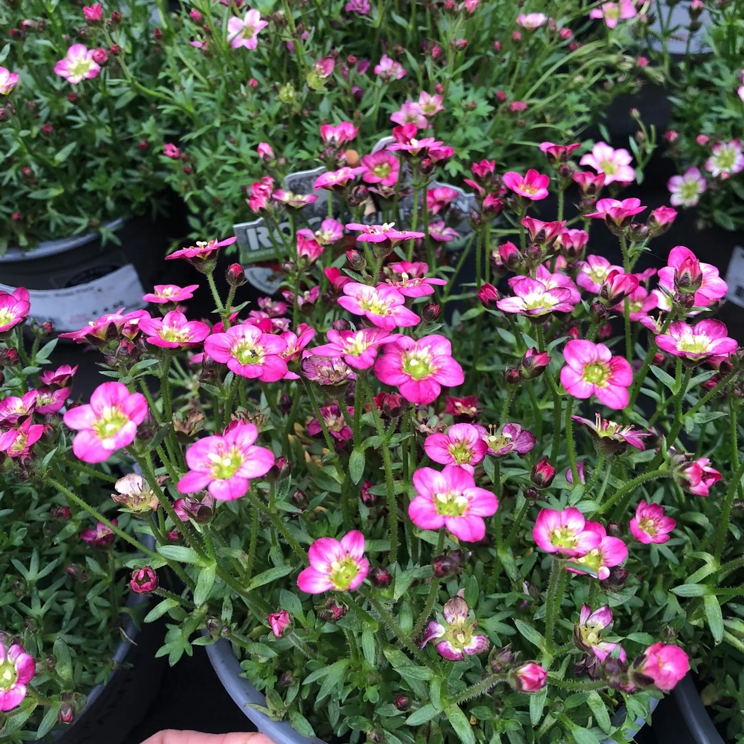 Saxifraga mosch.  Rose Pixie  / P14