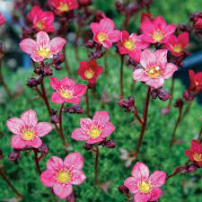 Saxifraga Peter Pan