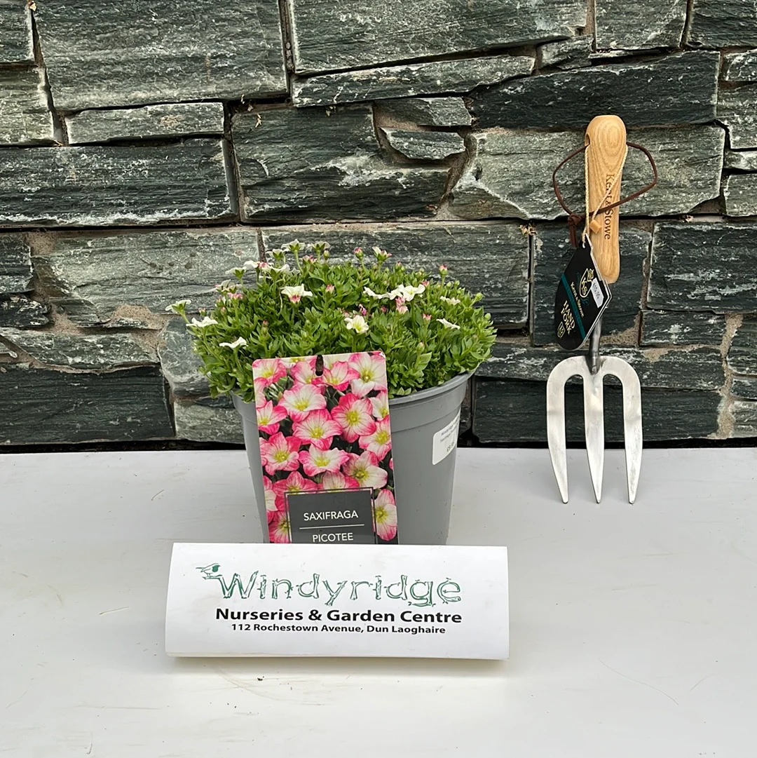 Saxifraga Picotee 3 Ltr - Image 2