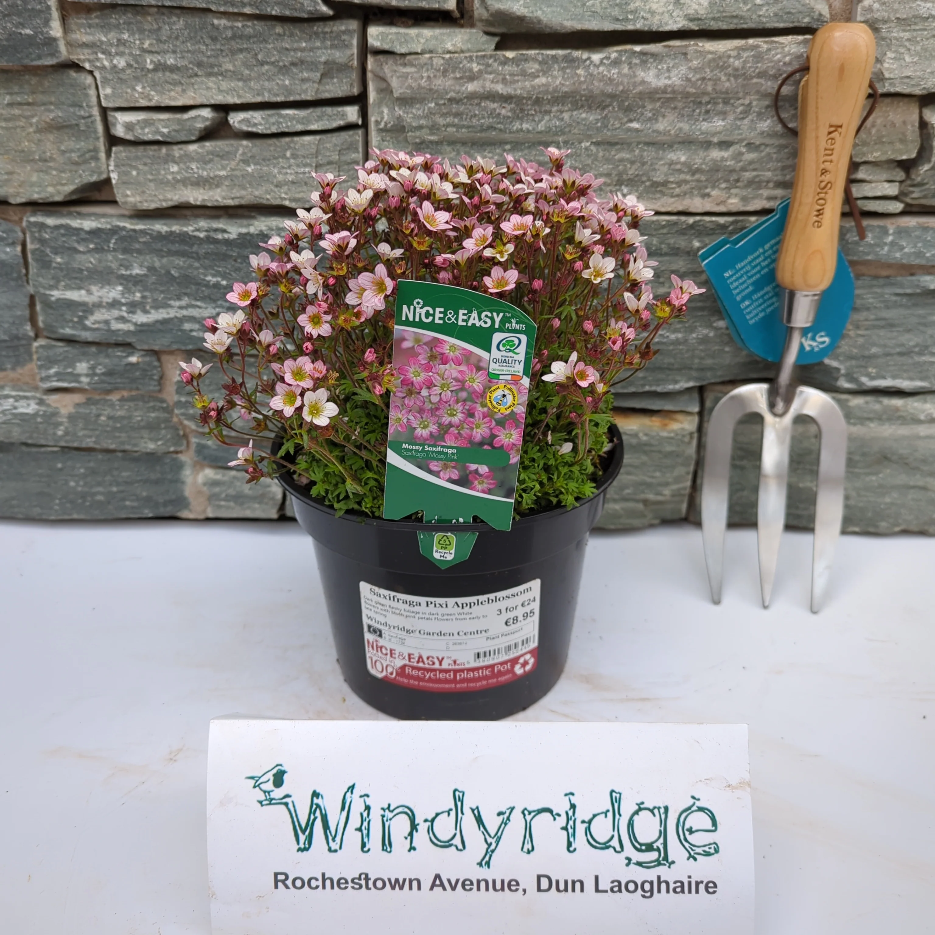 Saxifraga Pixi Appleblossom