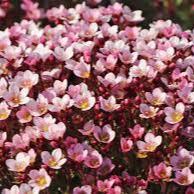 Saxifraga Pixi Appleblossom - Image 2