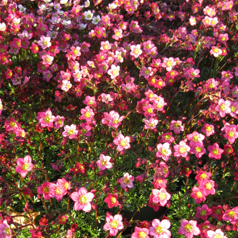SAXIFRAGA Pixie Rose - Image 2