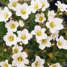 Saxifraga White 3 Ltr - Image 2
