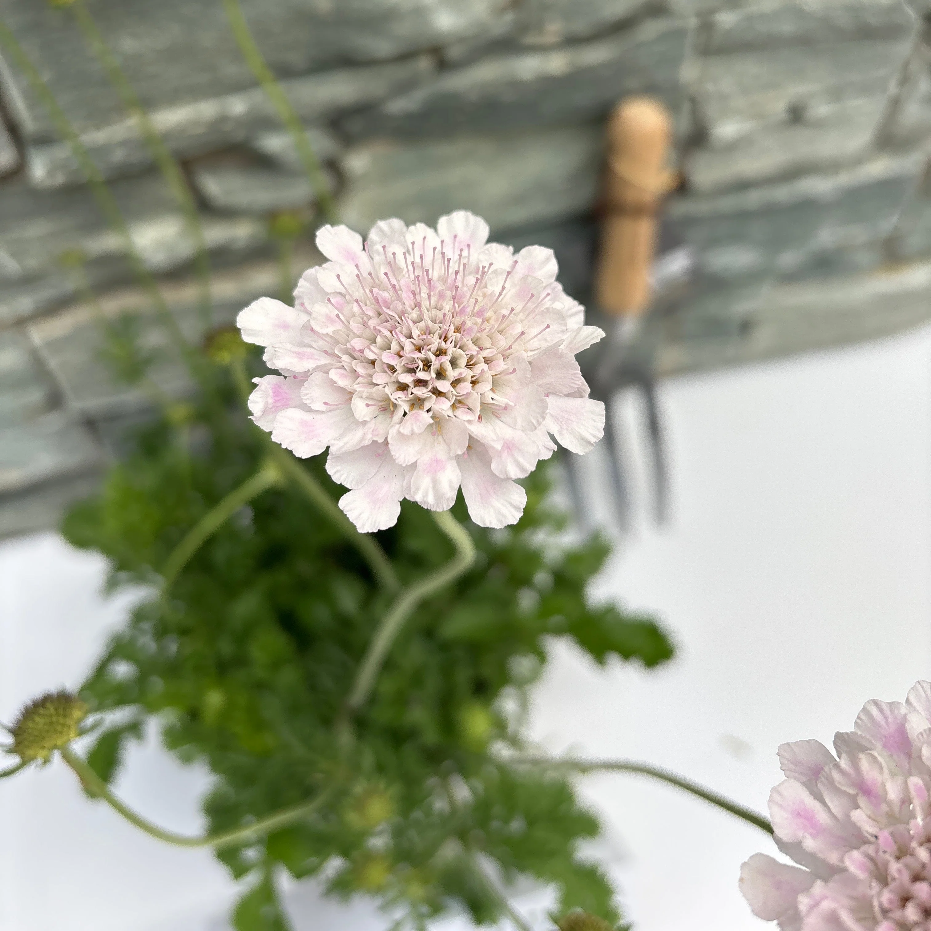 Scabiosa Atalanta Compact White - Image 2