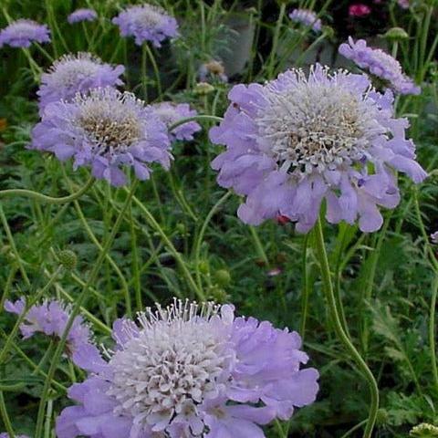 Scabiosa Butterfly Blue
