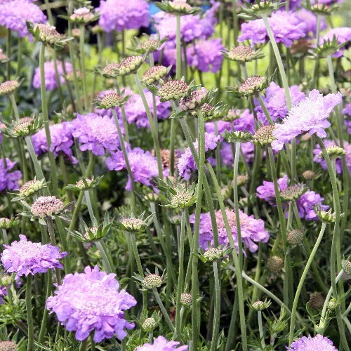 Scabiosa Butterfly Blue - Image 2