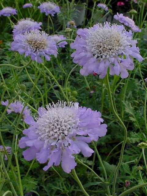 SCABIOSA  Butterfly Blue  budded       3L