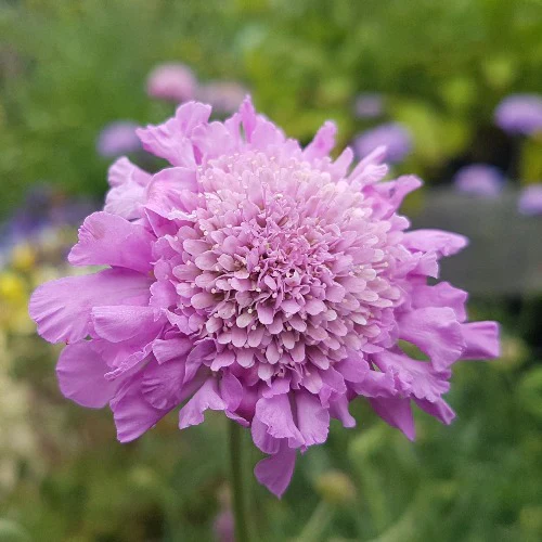 SCABIOSA cauc. 'Pink Mist' - Image 2