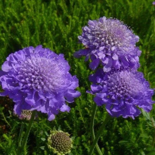 Scabiosa col. Butterfly Blue