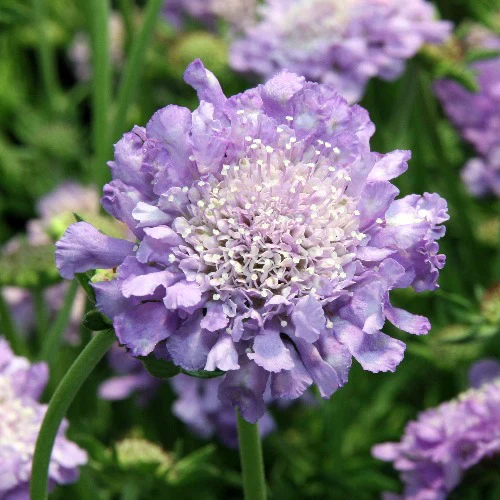 Scabiosa col. Butterfly Blue - Image 3
