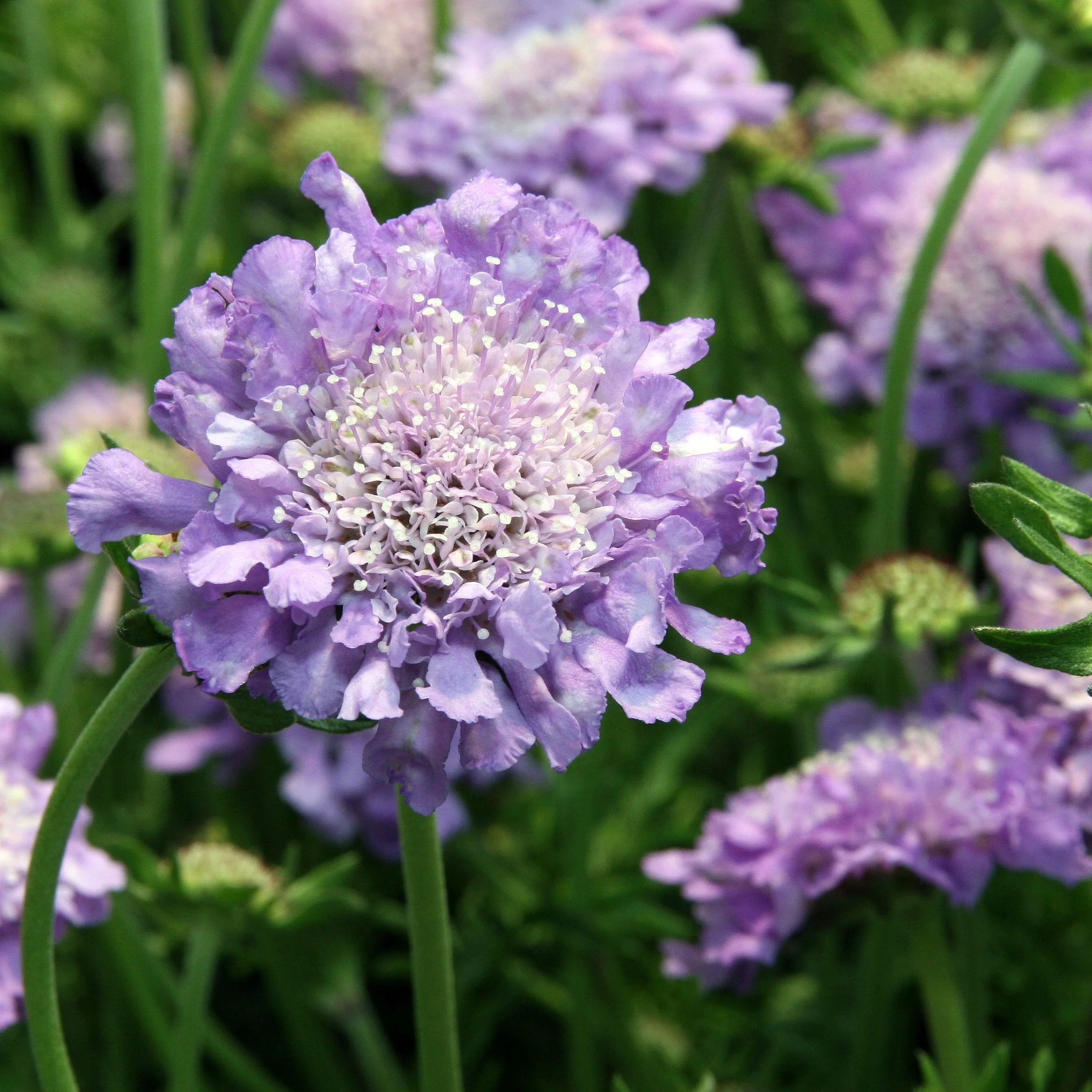 SCABIOSA colum. Butterfly Blue - Image 4