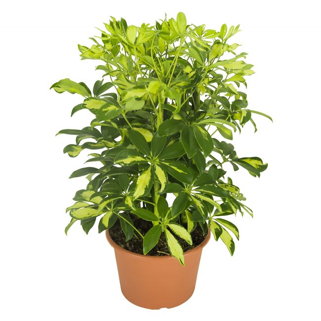 Schefflera arb. Gerda  P21
