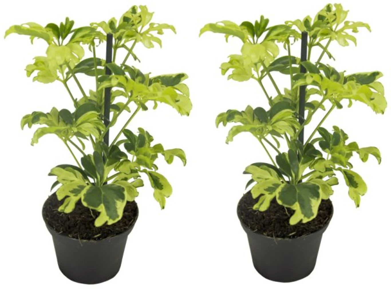 Schefflera arb. Janine / P8