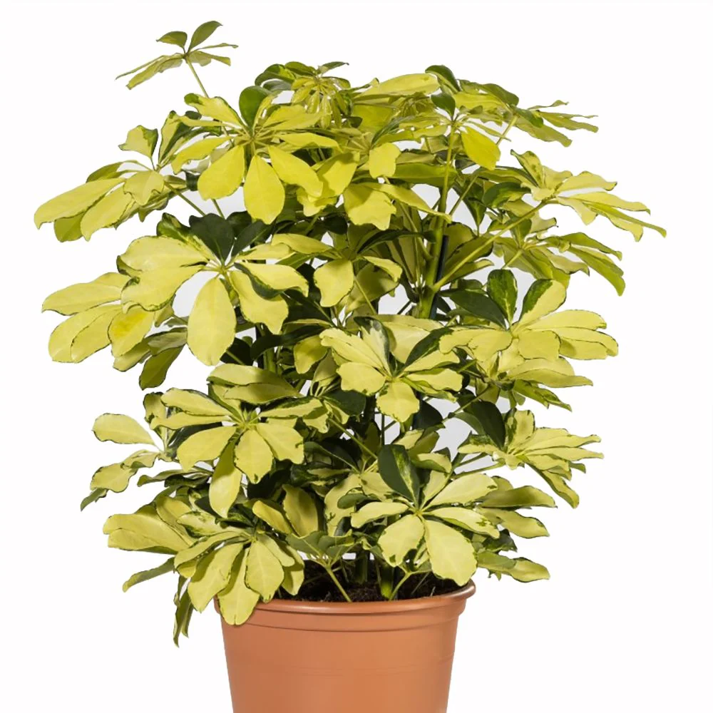 Schefflera arb. Melanie