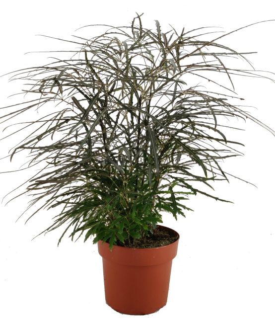 Schefflera elegantissima