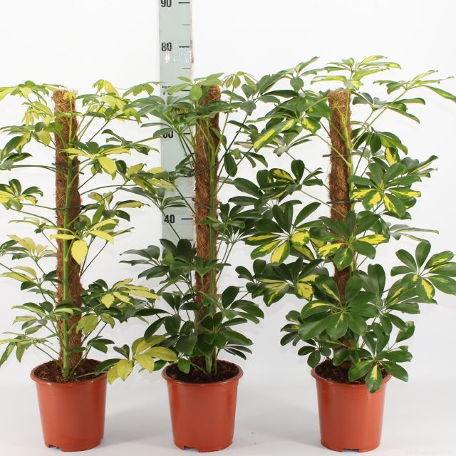 Schefflera mix  P17  mosspole