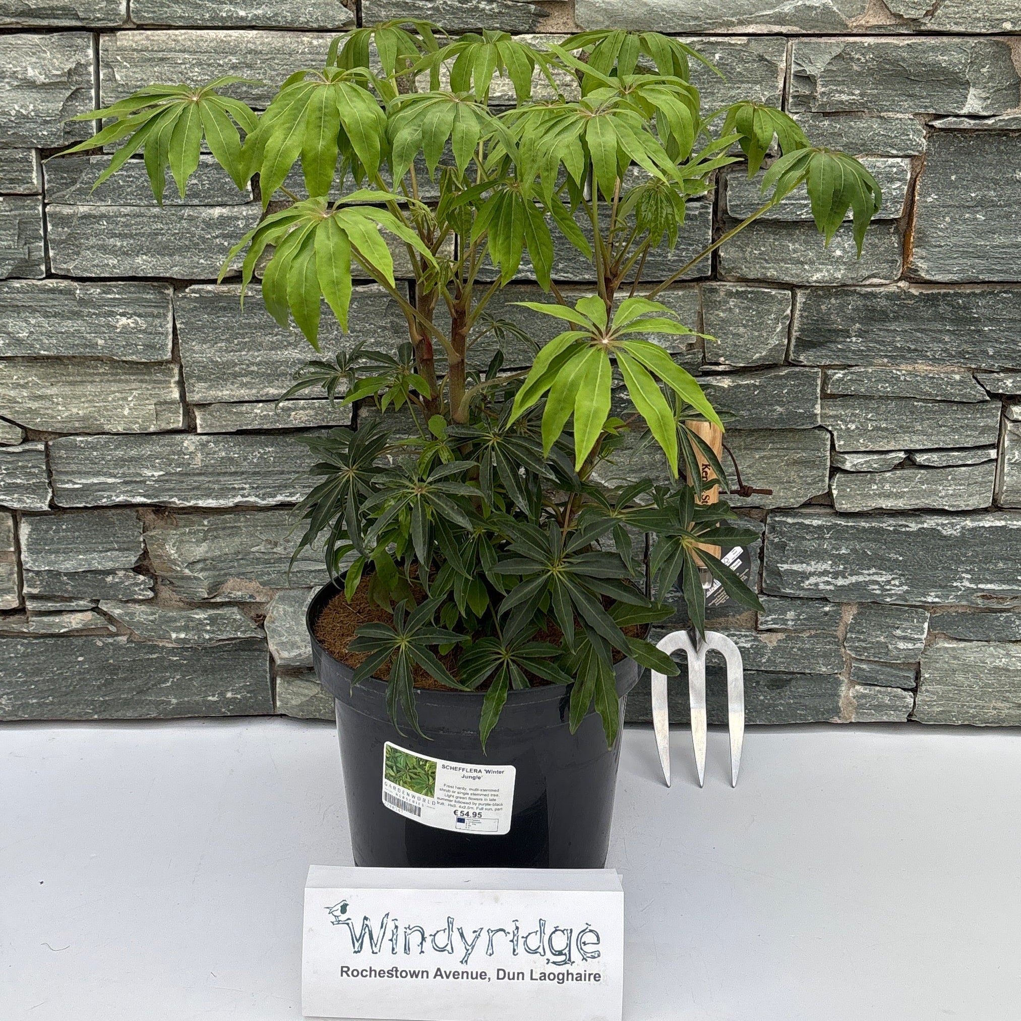 SCHEFFLERA 'Winter Jungle'