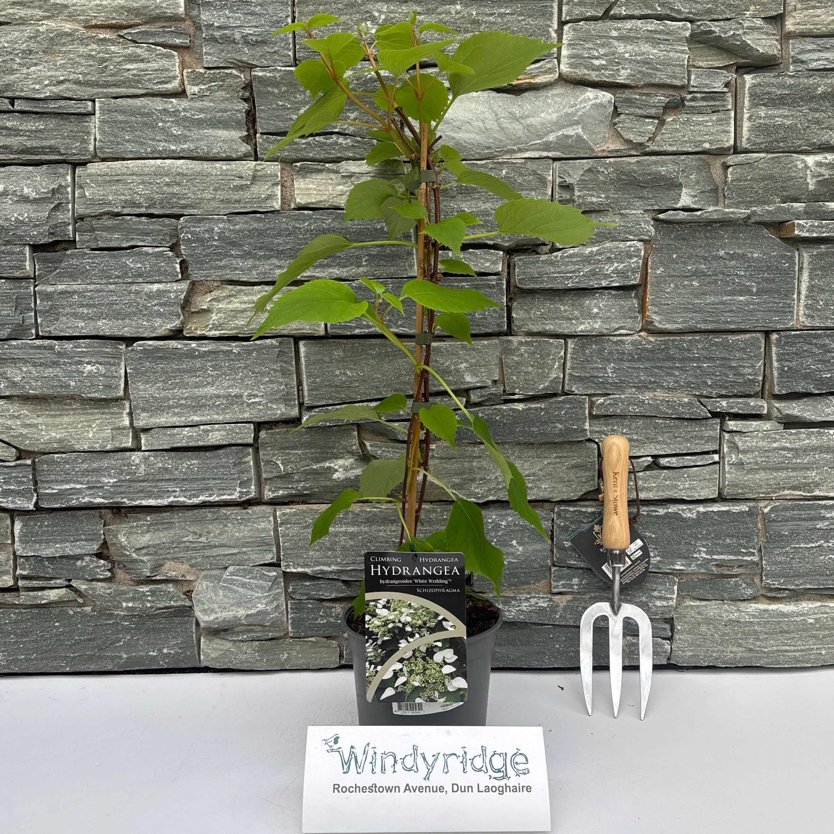 Schizophragma hyd. 'White wedding' 40-50 CM C2