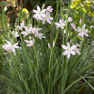 Schizostylis Pink Princess