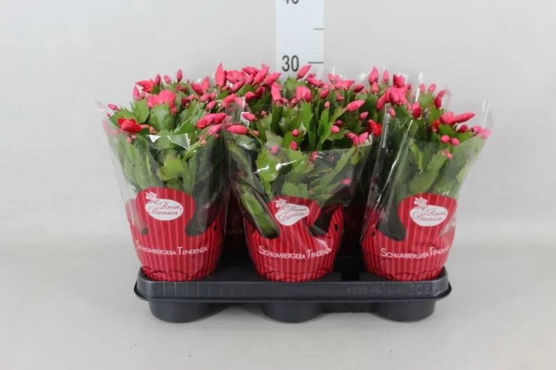 Schlumbergera Danica - red - Image 2