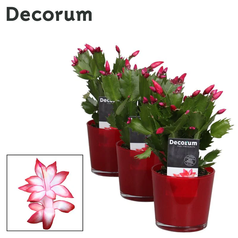 Schlumbergera red
