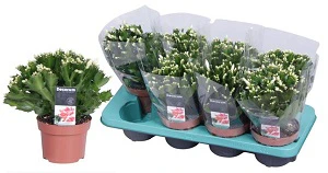 Schlumbergera white
